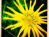 jura-fleur-IMG_2370