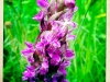 jura-fleur-IMG_2389