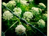 jura-fleur-IMG_2635