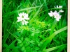 jura-fleur-IMG_2649