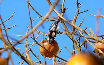 oiseaux jura