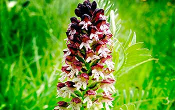 orchidées du jura