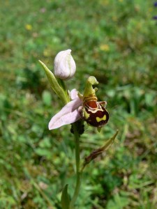 orchidee jura