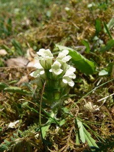 florilège jura